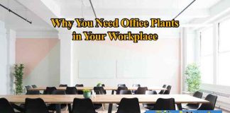 4 Reasons Why You Need Office Plants In Your Workplace office plants in workplace